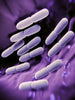 Lactobacillus Ferment