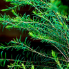 Tea Tree Oil